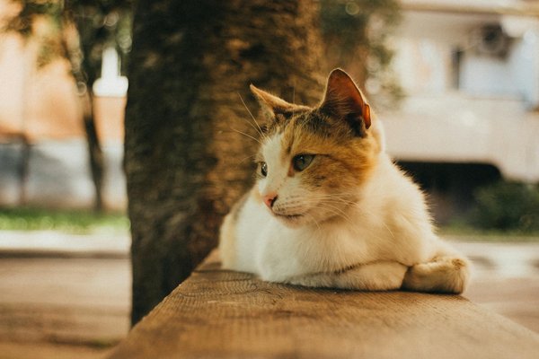 Come utilizzare l'Intelligenza Artificiale per personalizzare il viaggio del cliente nel turismo?